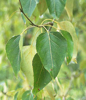 populus trichocarpa 3 graphic